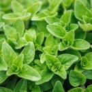 Gresk oregano thumbnail