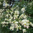 Pagodetreblomster – Huai Hua thumbnail