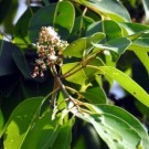 Kinabarktre thumbnail