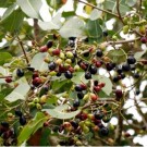 Jambol ( Jambul ) bark thumbnail