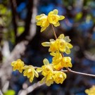 Vintersøt - vinterblomst thumbnail