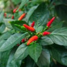 Kayennepepper (midlertidig utsolgt) thumbnail