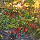 Gojibær – kinabukketorn thumbnail