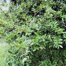 Guayusa thumbnail