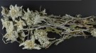 Edelweiss - begrenset parti thumbnail