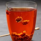 Snøkrysantemum – Snow Chrysanthemum thumbnail