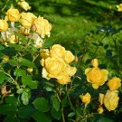 Roseknopper - gule thumbnail