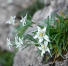 Edelweiss - begrenset parti thumbnail