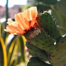 Fikenkaktus blomster thumbnail