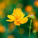 Chinese Globe Flower – Jin Lian Hua thumbnail