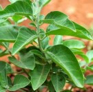 Ashwagandha ( ashwaganda ) rot thumbnail