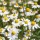 Kamille - blomster 