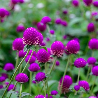 Amarant - kuleamarant blomster