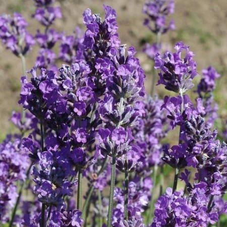 Lavendel blomster 