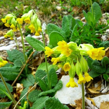 Marianøkleblom (KUN 200g på lager)