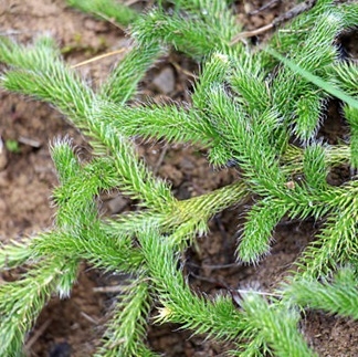 Myk kråkefot - sporepulver