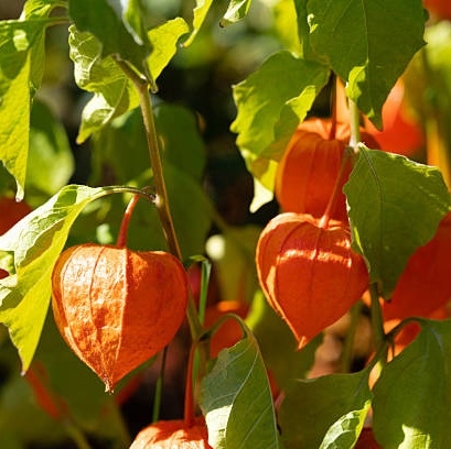 Physalis - inkabær (Barbadoslykt) – tørket frukt