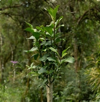 Yerba Mate – økologisk