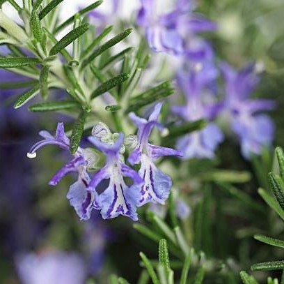 Rosmarin (midlertidig utsolgt)