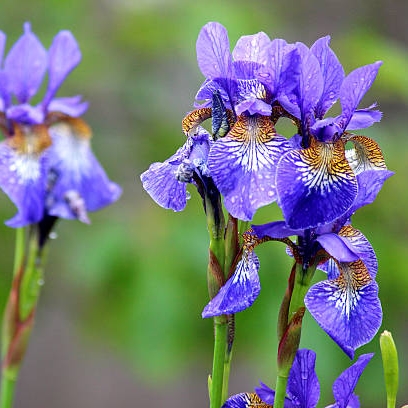 Iris - hageiris