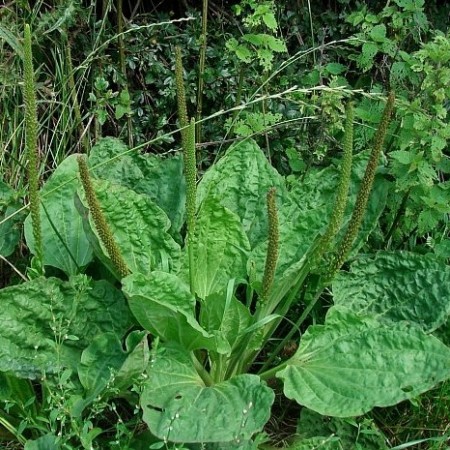 Groblad (midlertidig utsolgt)