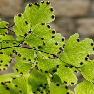Maidenhair - Venushår