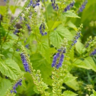 Amerikansk skjoldbærer - pulverisert