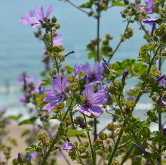 Legestokkrose blomster