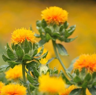 Safrantistel - fargetistel