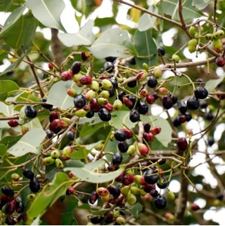 Jambol ( Jambul ) bark