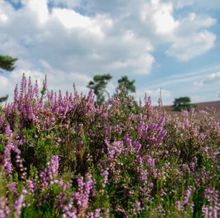 Røsslyng (midlertidig utsolgt)