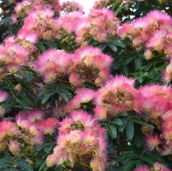 Albizia – He Huan Hua – tørkede blomster