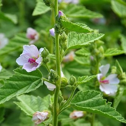 Legestokkrose rot (midlertidig utsolgt)
