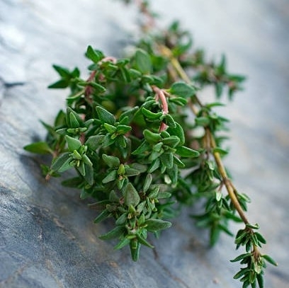 Timian - kryptimian vill 