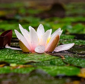 Lotus - blomst