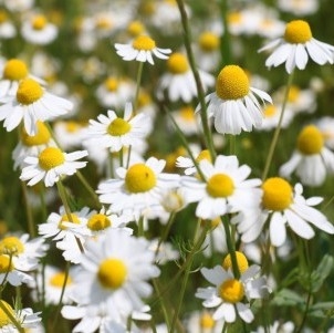 Kamille - blomster 