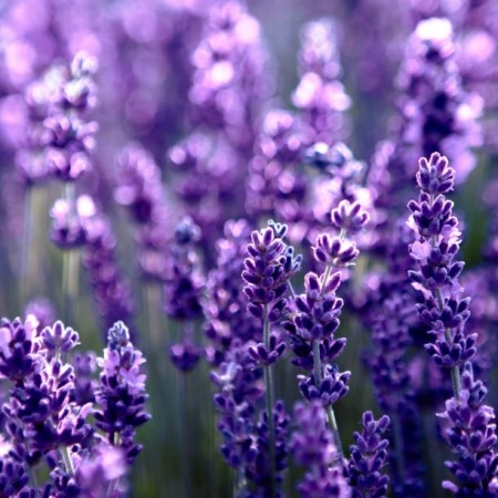 Lavendel blomster 