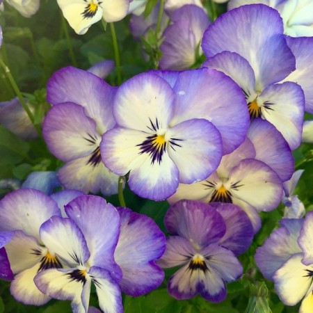 Stemorsblomst (midlertidig utsolgt)