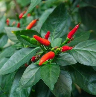 Kayennepepper (midlertidig utsolgt)