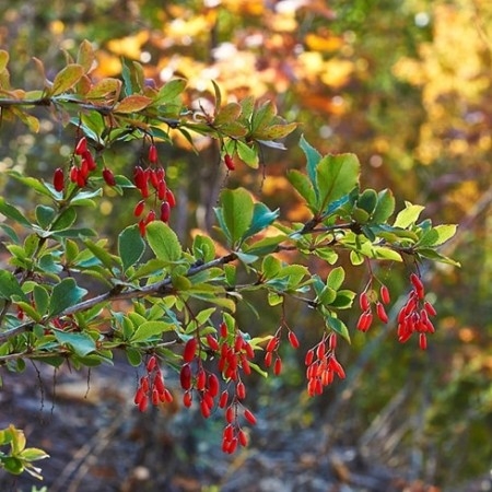 Gojibær – kinabukketorn
