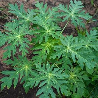 Papaya - blader