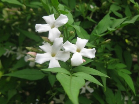 Jasmin - Hvit Jasmin 