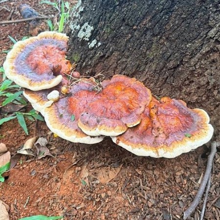 Reishi - pulver 