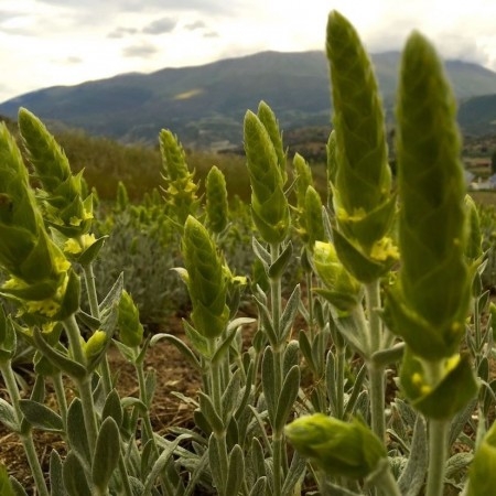 Økologisk Greek mountain tea - Gresk fjellte 