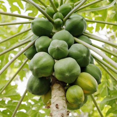 Papaya – tørkede biter med sukker
