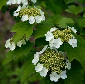 Krossved - korsved bark