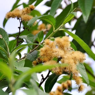 Katteklo bark - Cat´s Claw 