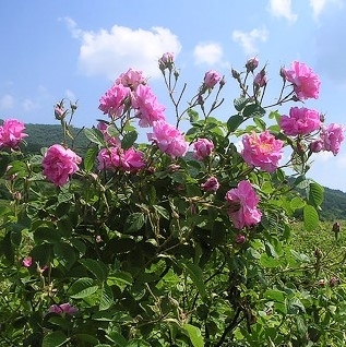 Rose kronblader - hele