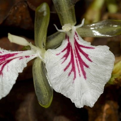 Kardemomme, hele frø uten skall 