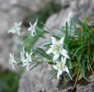 Edelweiss - begrenset parti